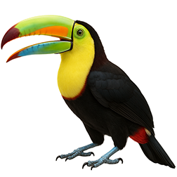 Keel-billed Toucan